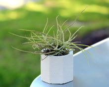 Load image into Gallery viewer, Mini Concrete Planter Set of 3, Octagonal