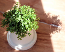 Load image into Gallery viewer, Small Round Concrete Planter with Base