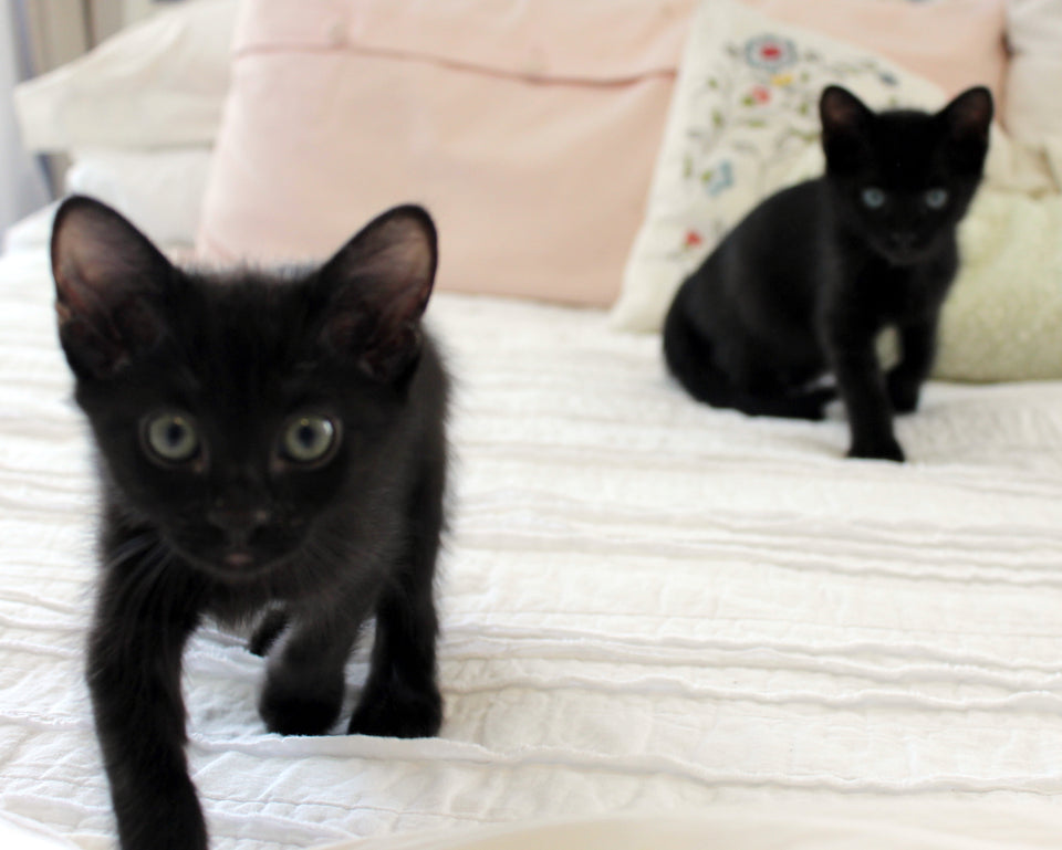Black Foster Kittens, babies